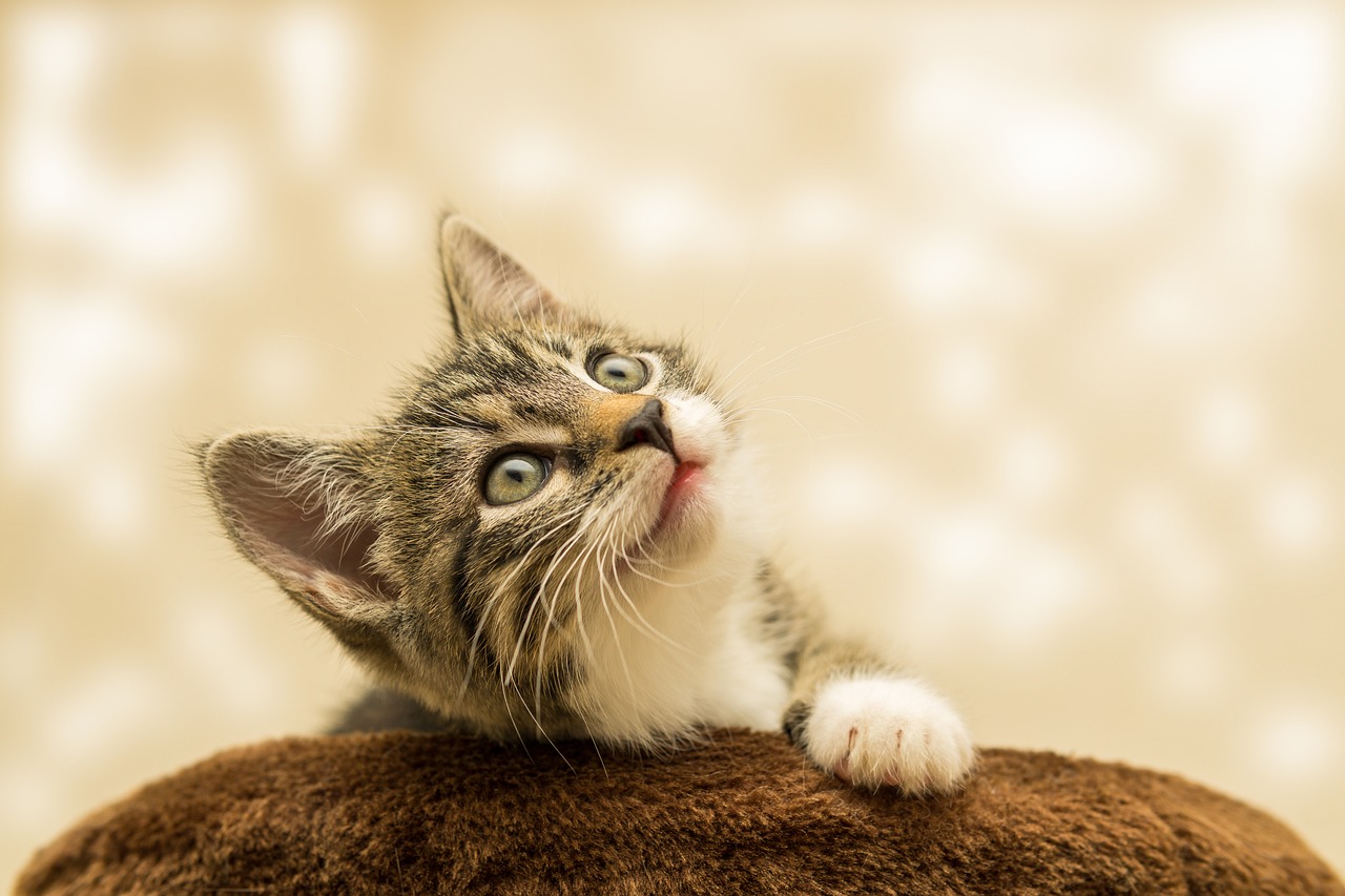 ¿Qué pasa si a mi gato se le cayeron los dientes?