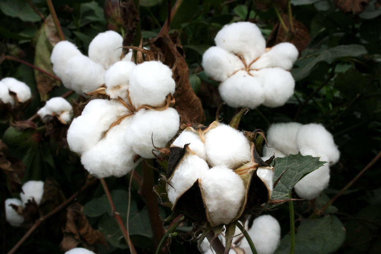 ¿Qué plantas son resistentes al invierno?