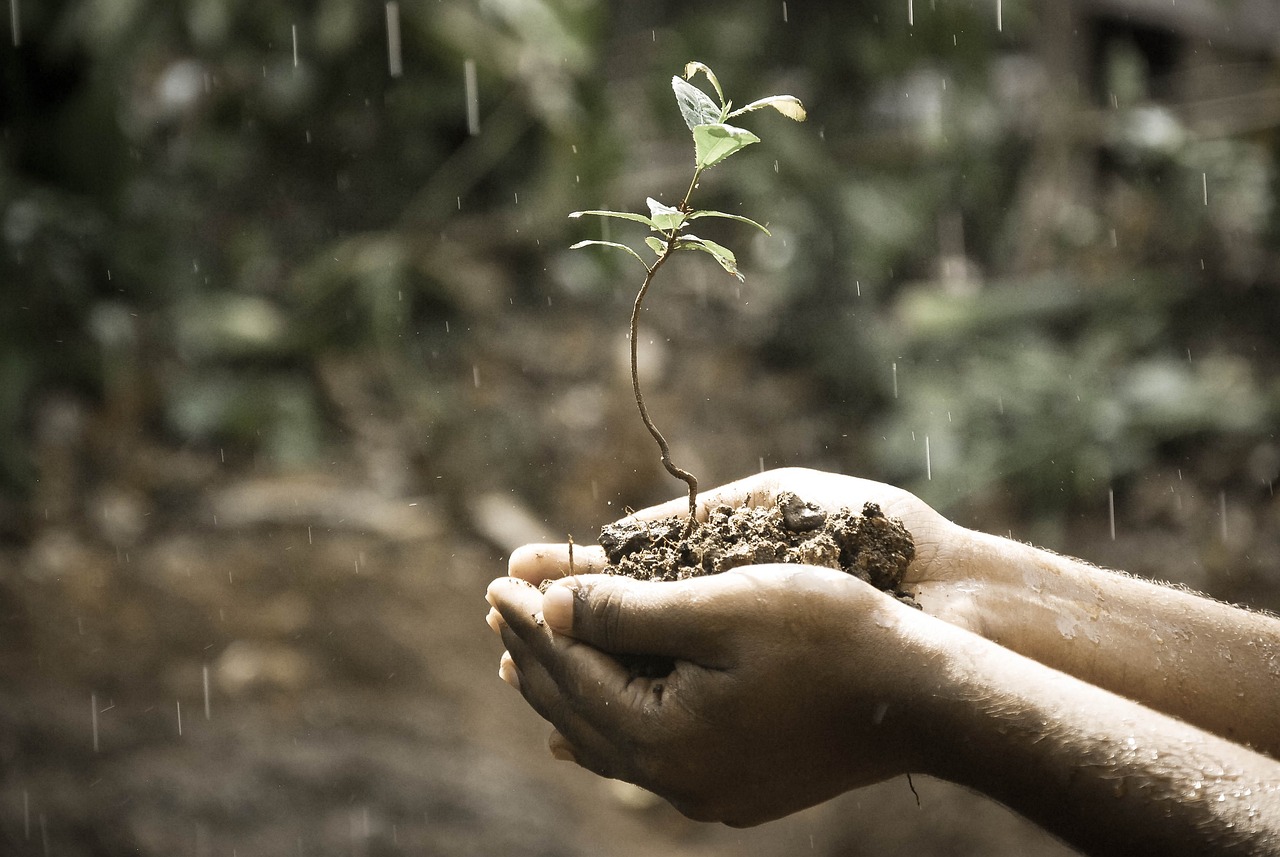 ¿Qué tipo de suelo es la tierra vegetal?