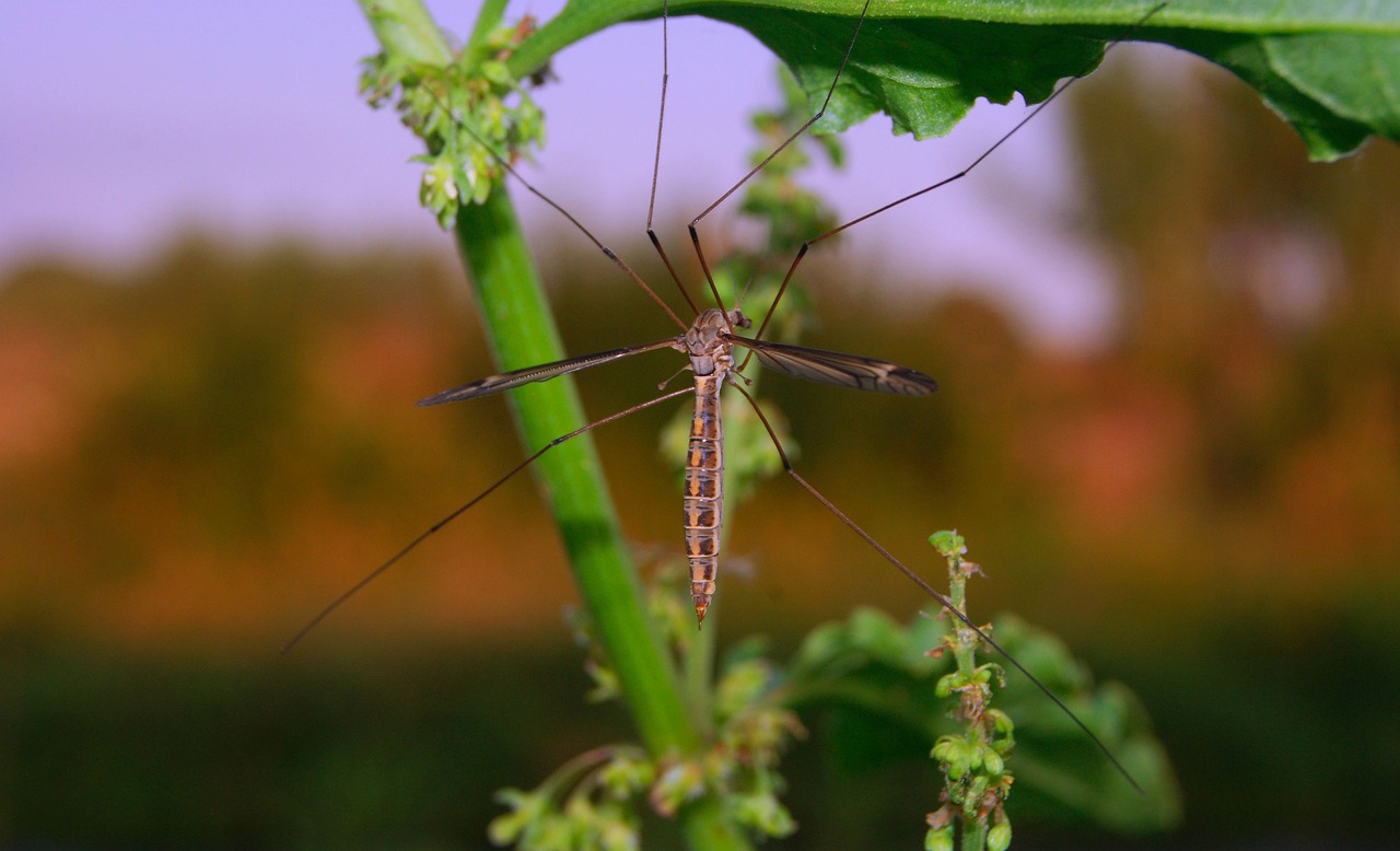 ¿Cómo hacer un insecticida con colillas de cigarro?