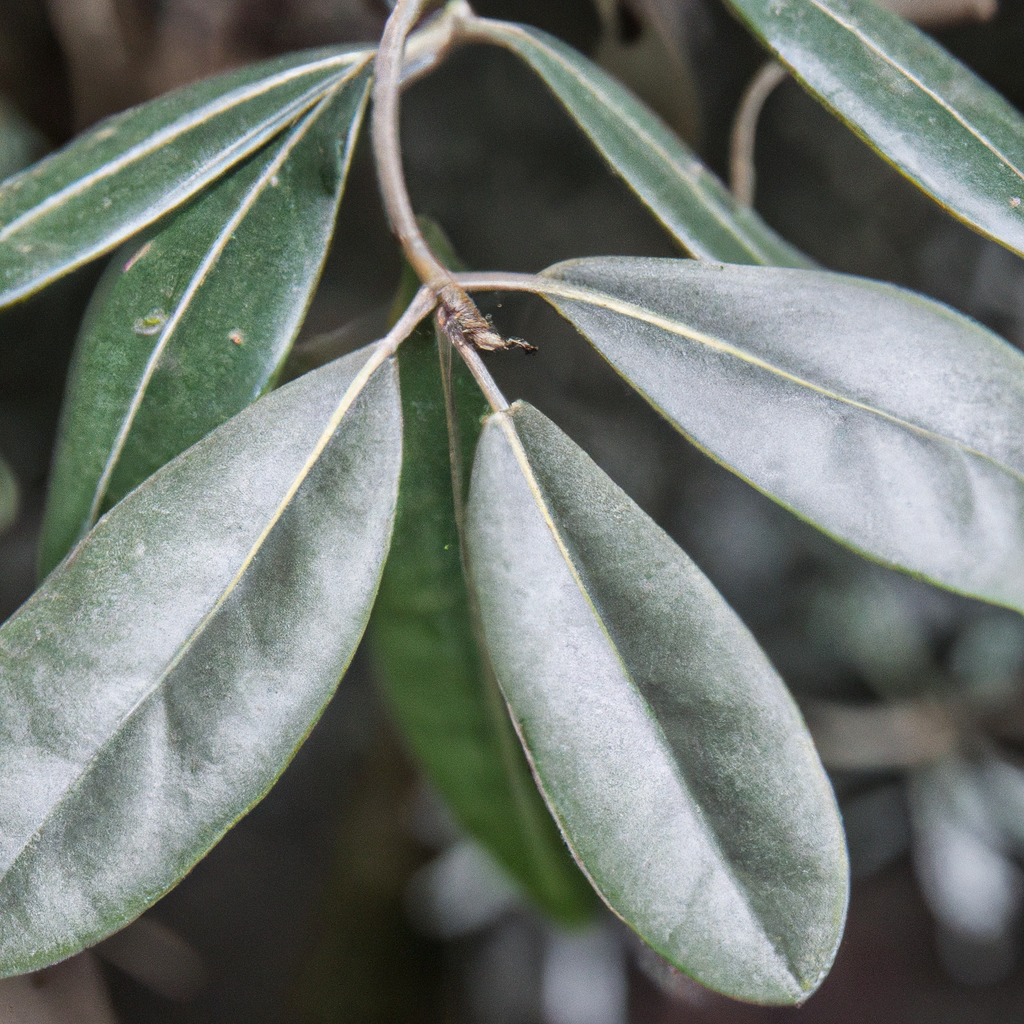 ¿Cuál es la mejor época para podar un laurel?
