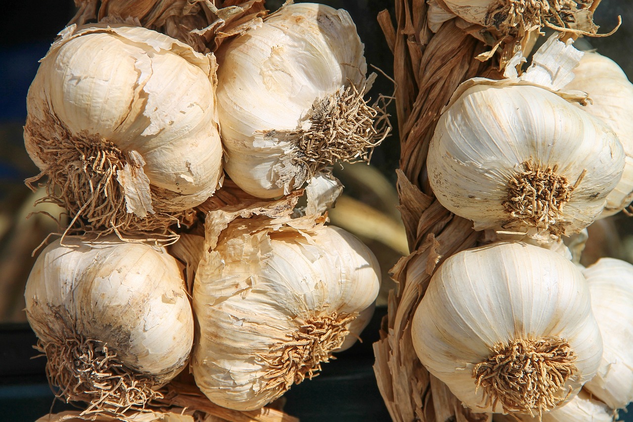 ¿Cuáles son 10 plantas medicinales?