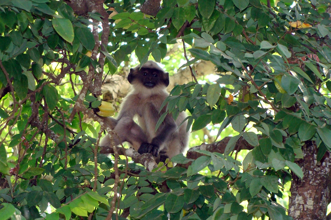 ¿Cuánto tiempo tarda en dar frutos el árbol de carambola?