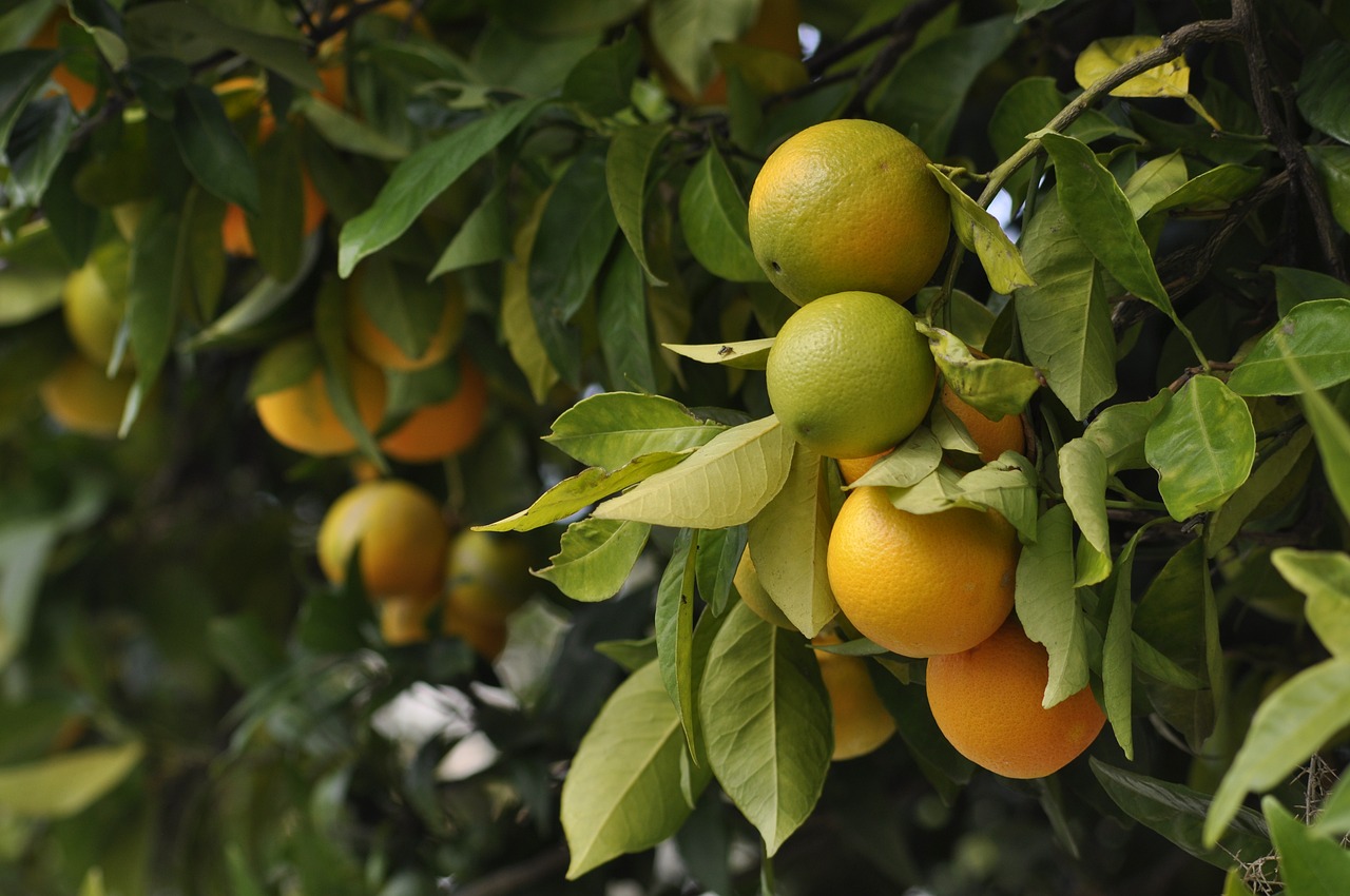 ¿Cómo es el crecimiento de la naranja?