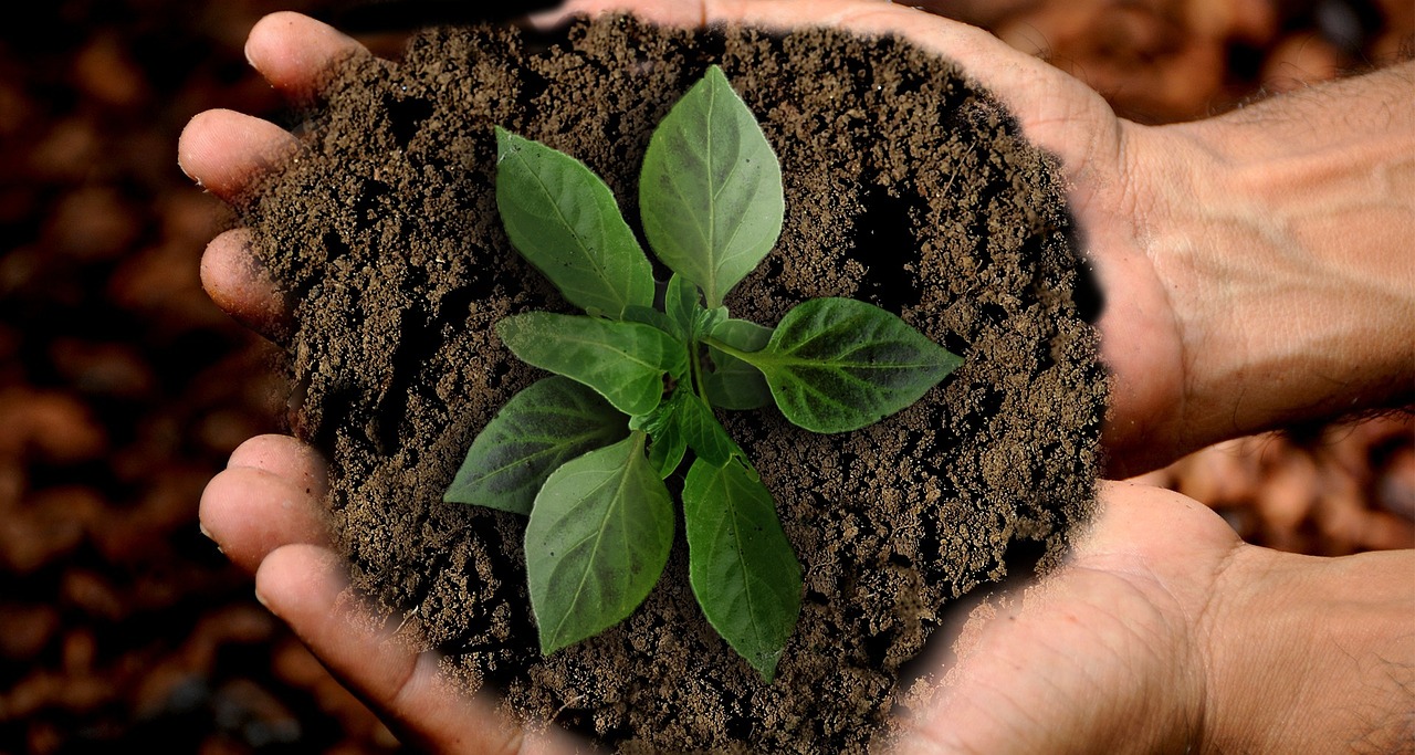 ¿Cómo mantener laurel en maceta?