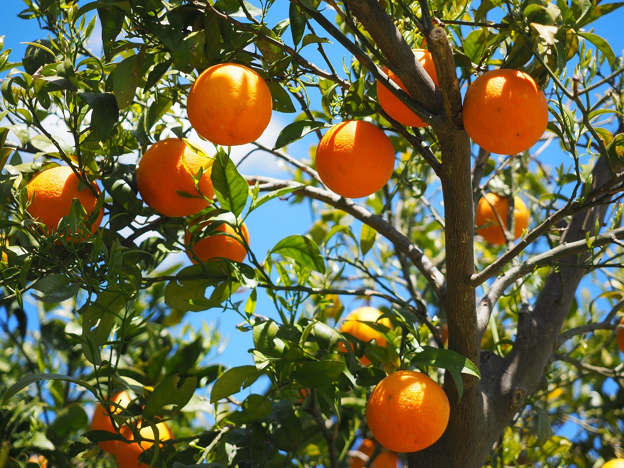 ¿Cuál es el mejor Naranjo para plantar?