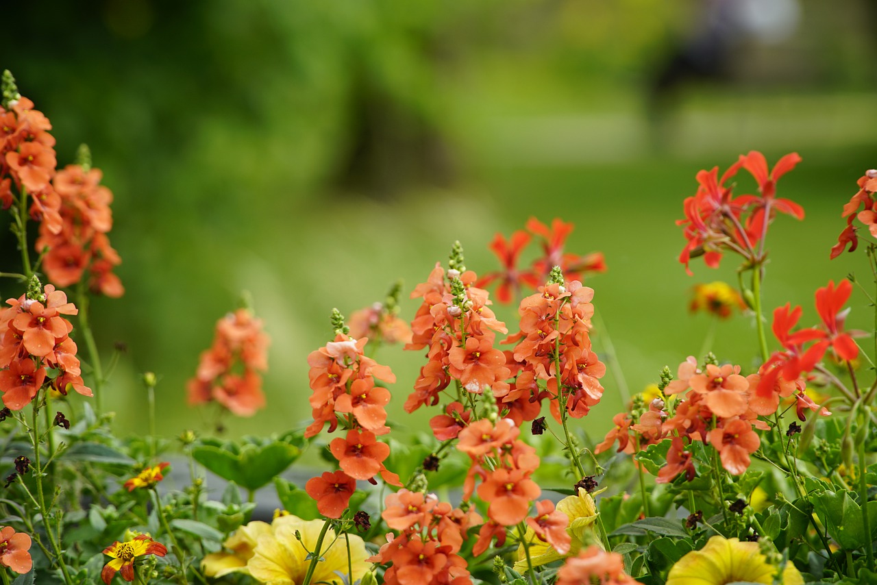 ¿Dónde plantar Delphinium?