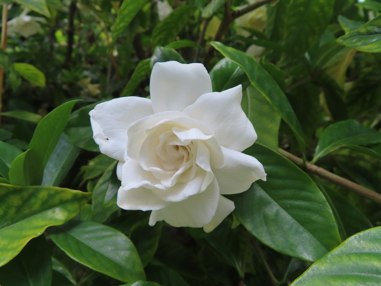 ¿Dónde poner las gardenias?