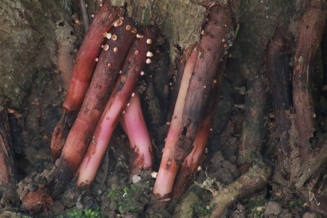 ¿Cómo eliminar los hongos de las hojas de las plantas?