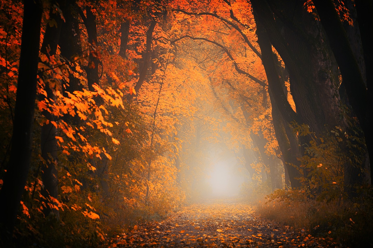 ¿Cómo se llama el árbol de la naranja?