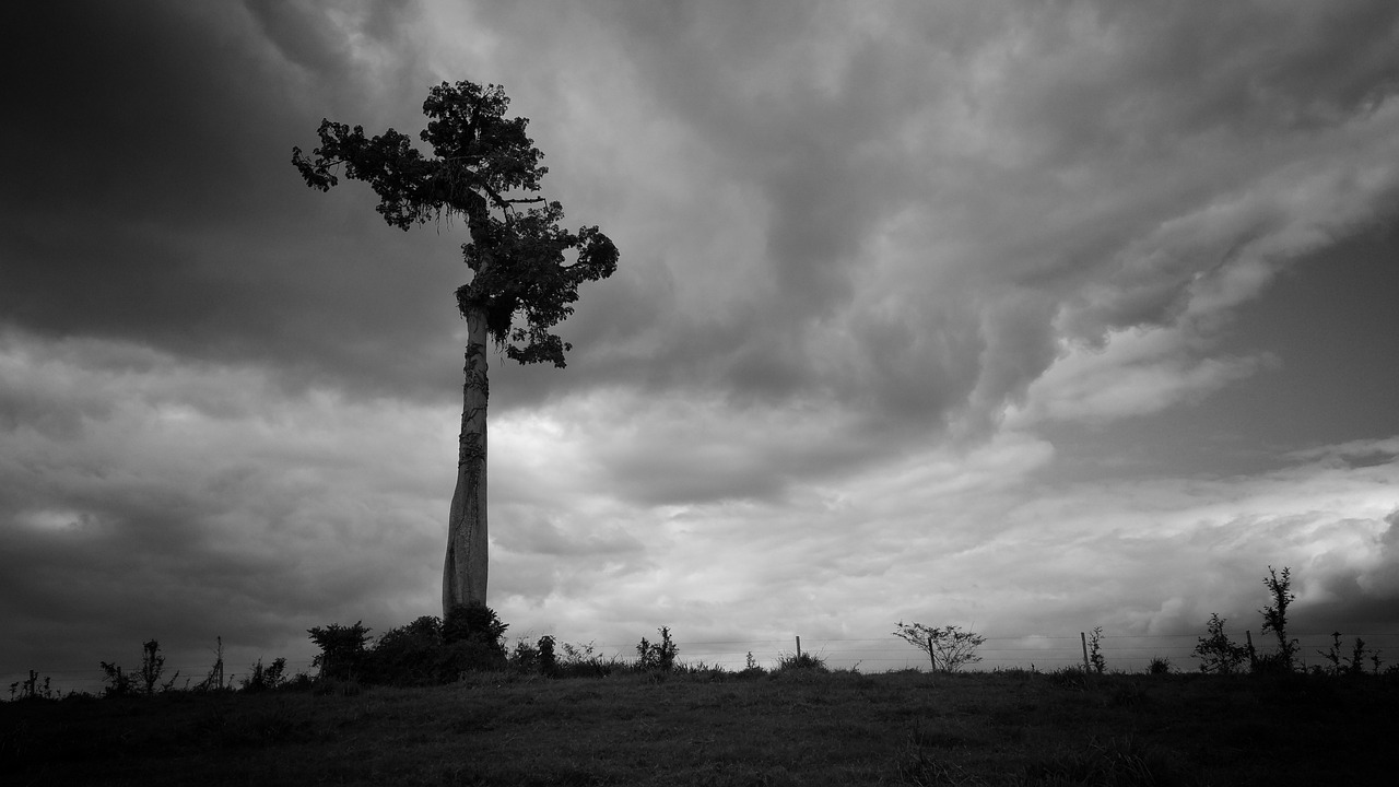 ¿Cuál es el árbol más fuerte del mundo?