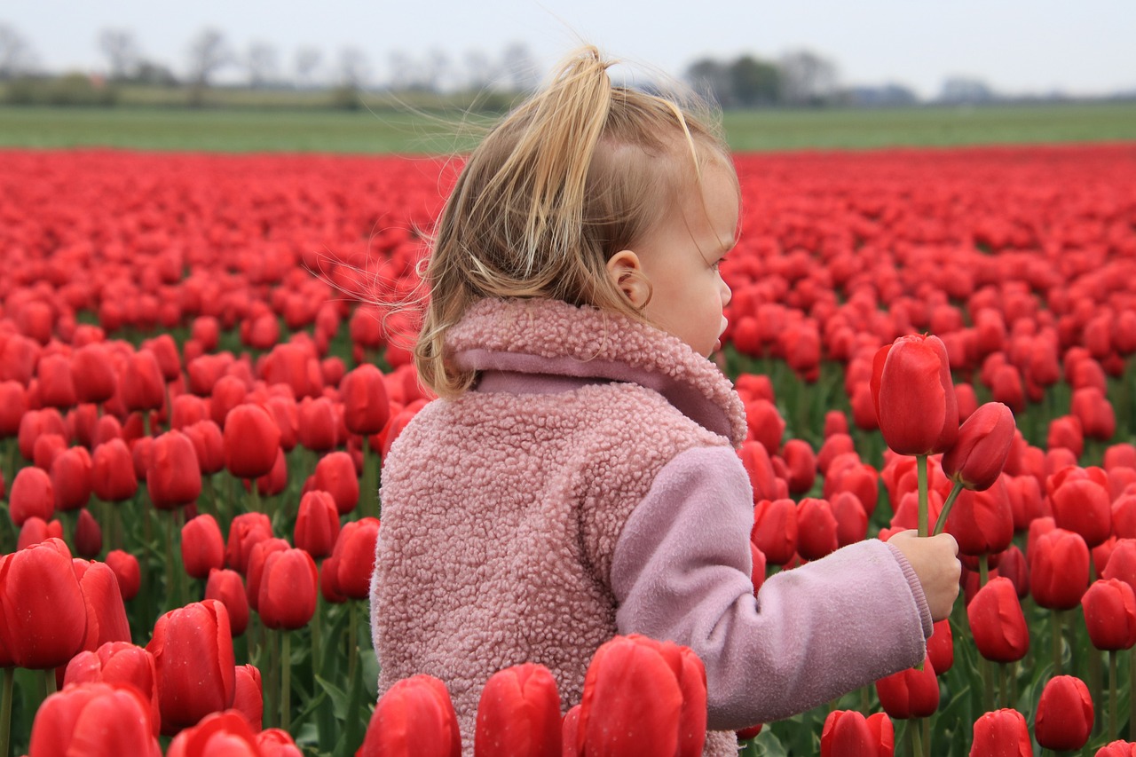 ¿Cuándo hay que plantar los bulbos de tulipanes?