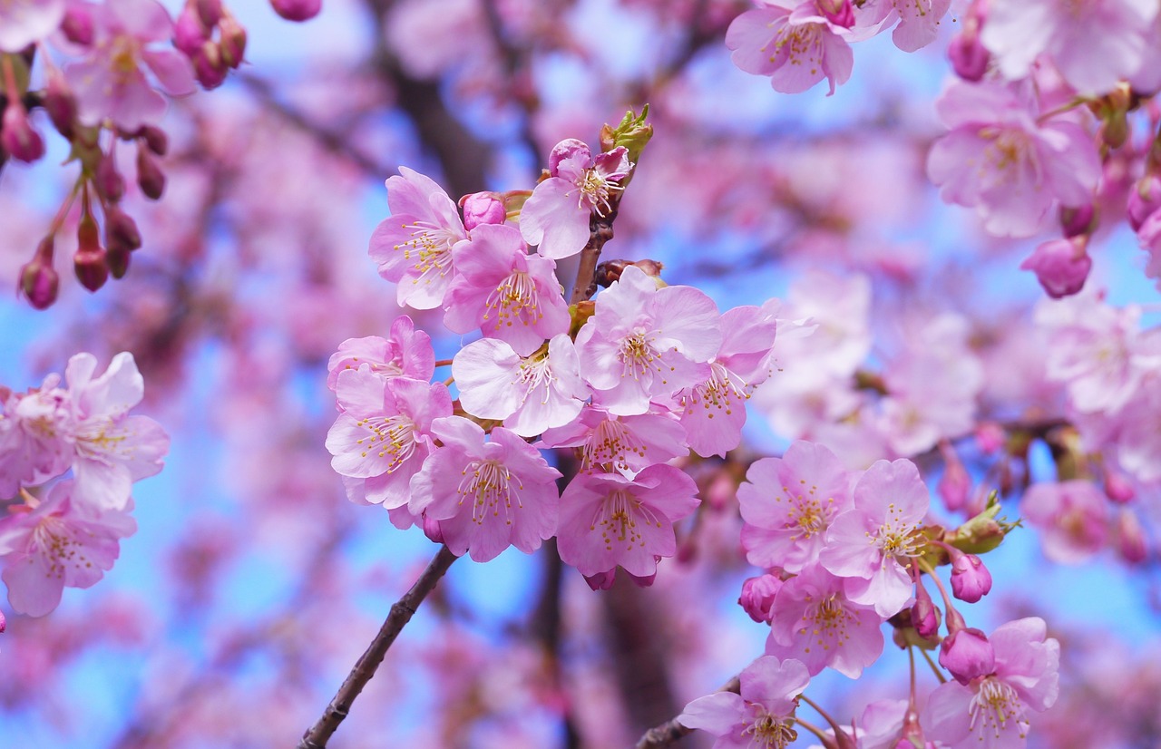 ¿Cómo se le llama al árbol de cerezas?