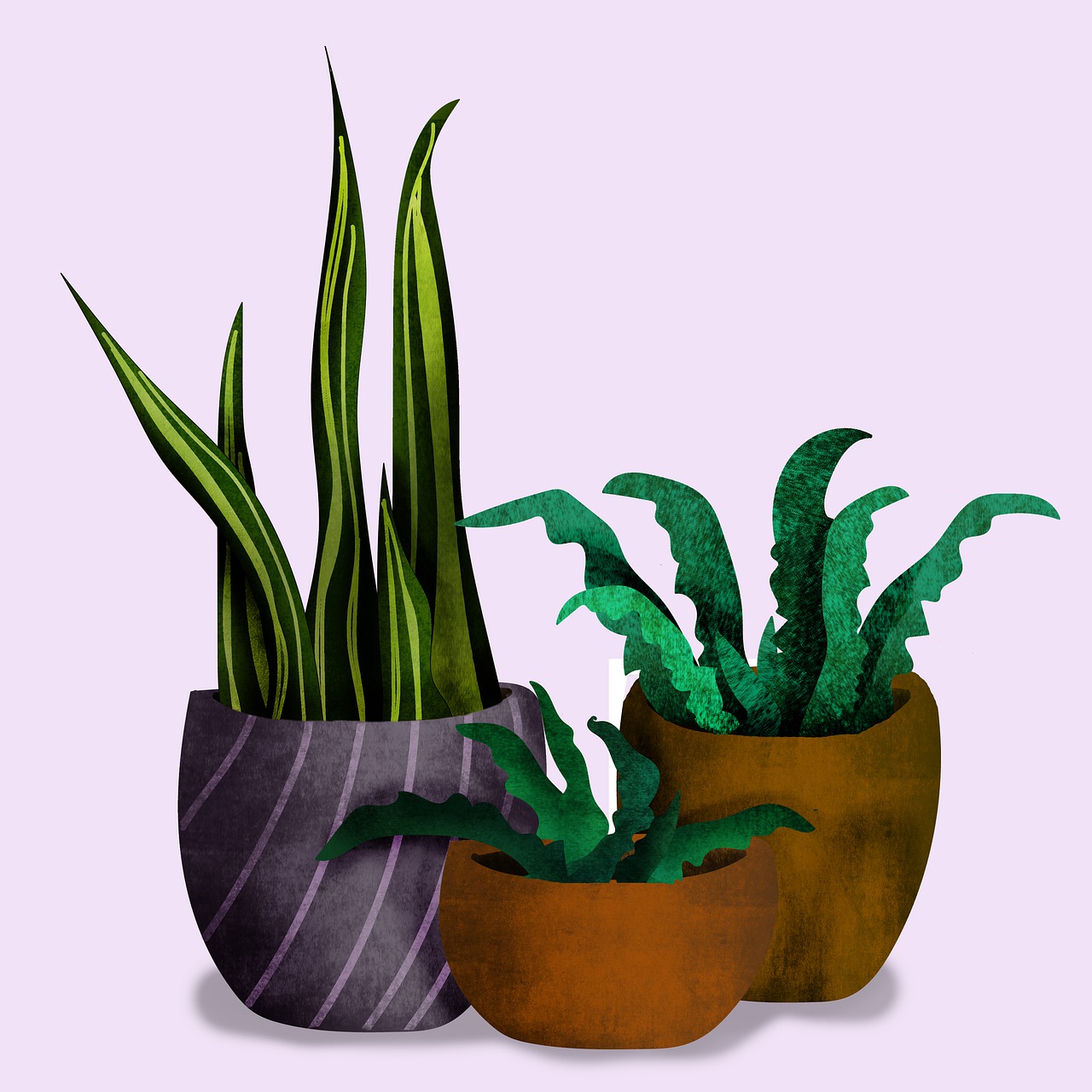 ¿Cómo saber si la sansevieria está enferma?