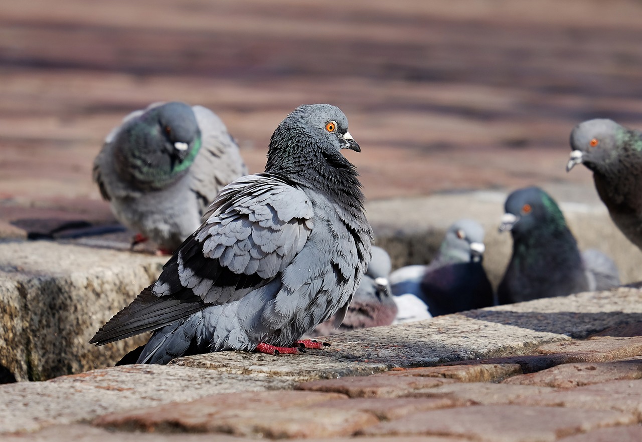 ¿Qué es bueno para espantar a las palomas?