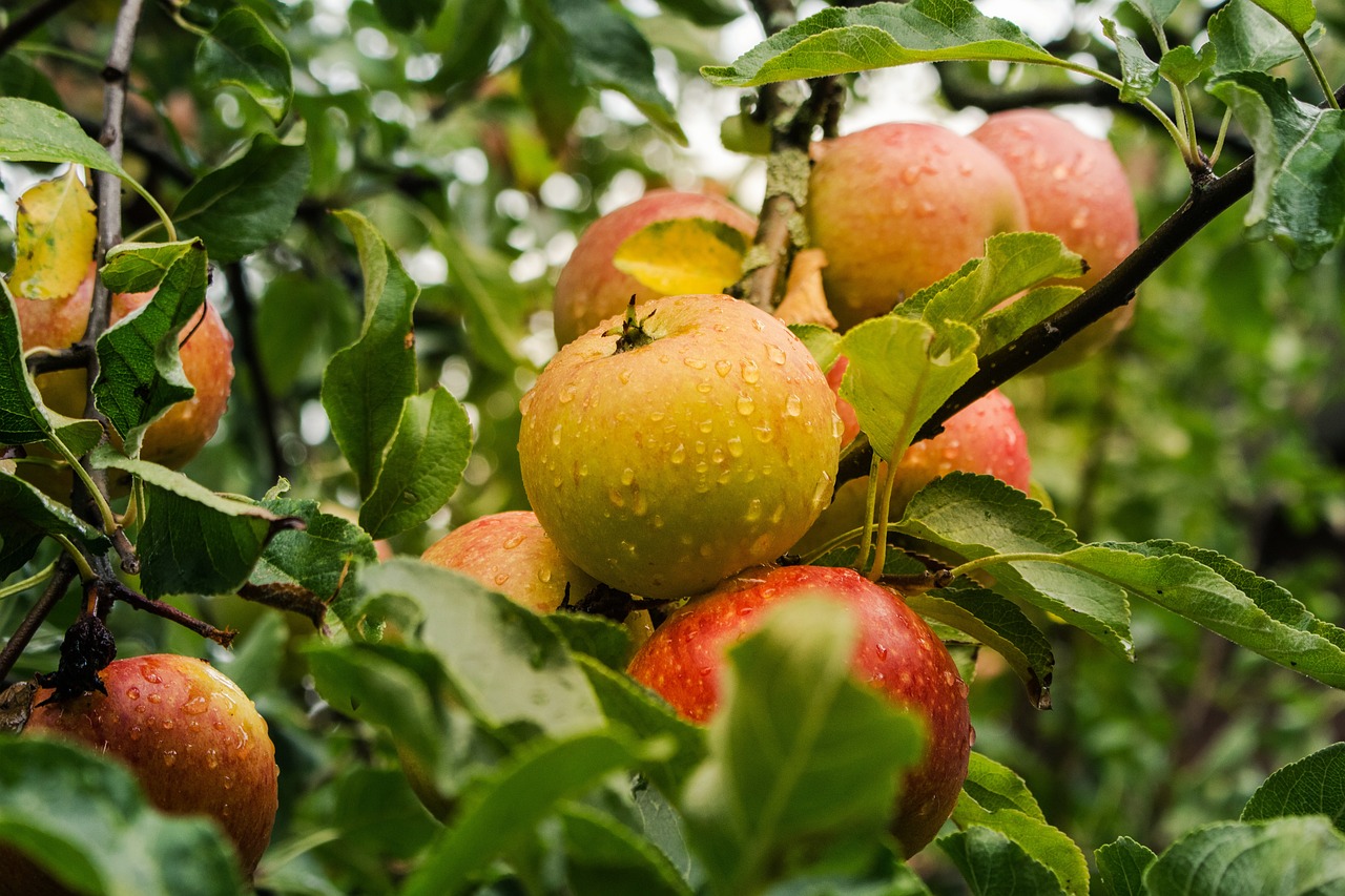 ¿Cómo reproducir árboles de manzana?