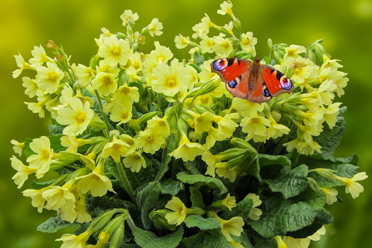 ¿Cuánto dura la flor de la prímula?