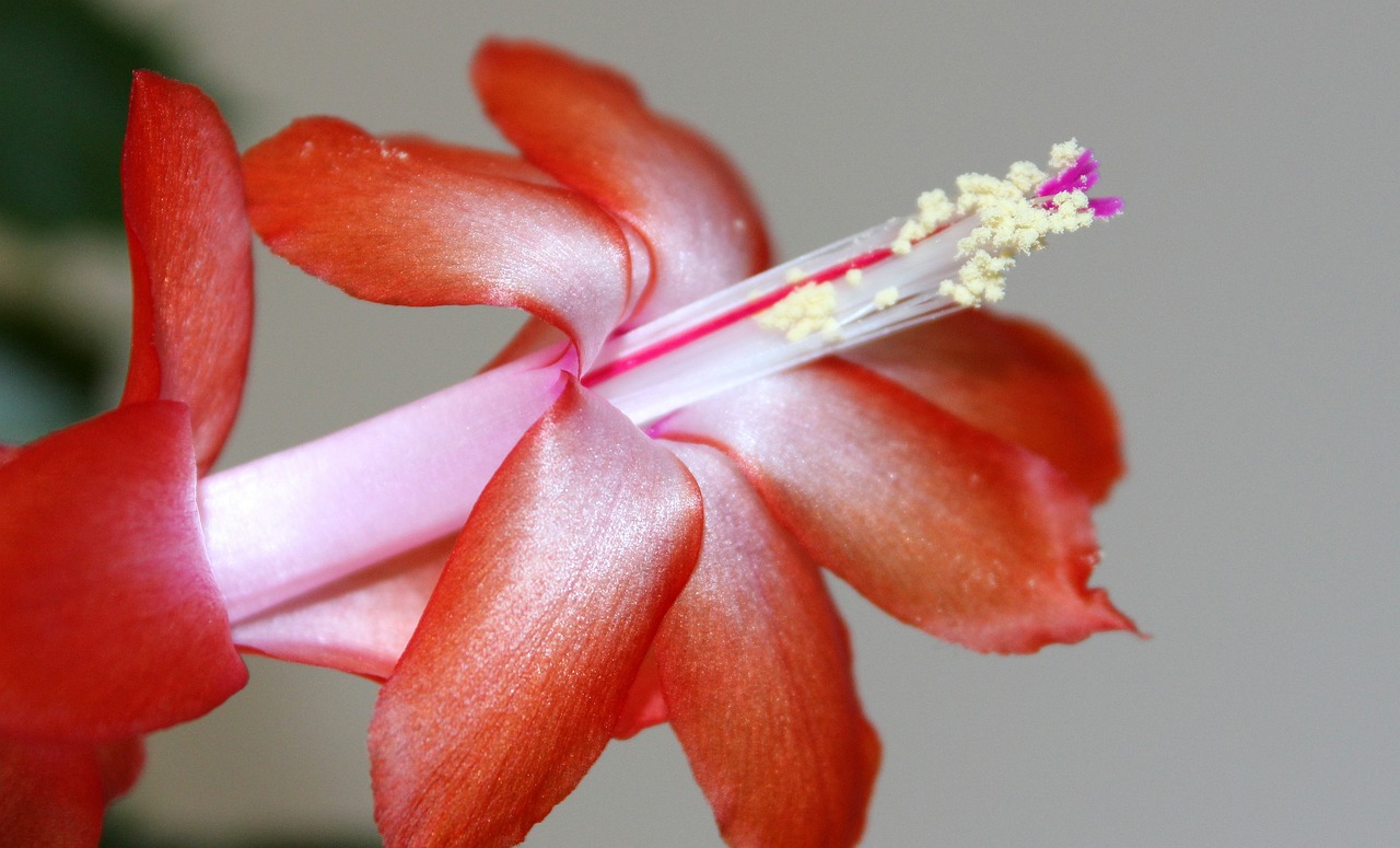 ¿Por qué mi cactus de Navidad tiene las hojas arrugadas?