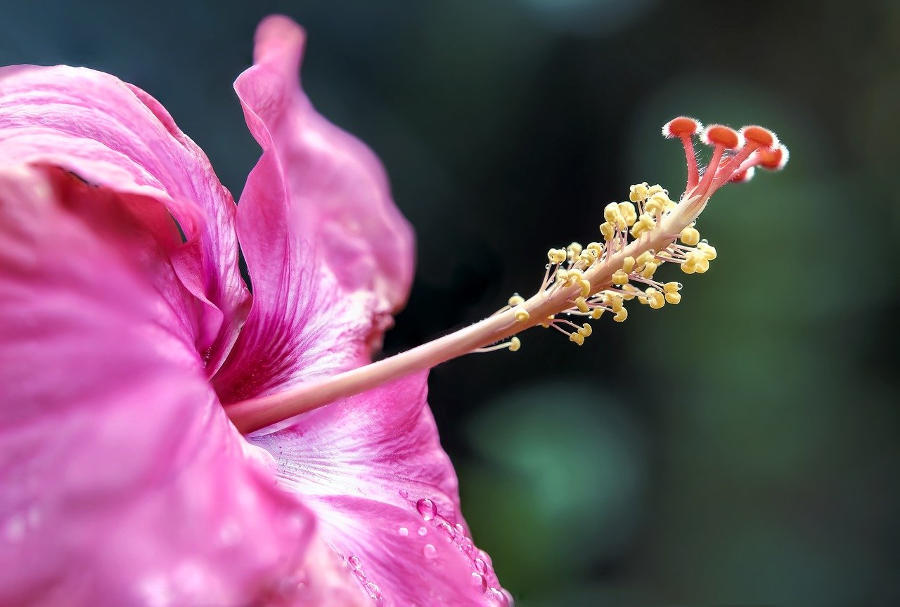 ¿Cómo cuidar un hibisco en invierno?