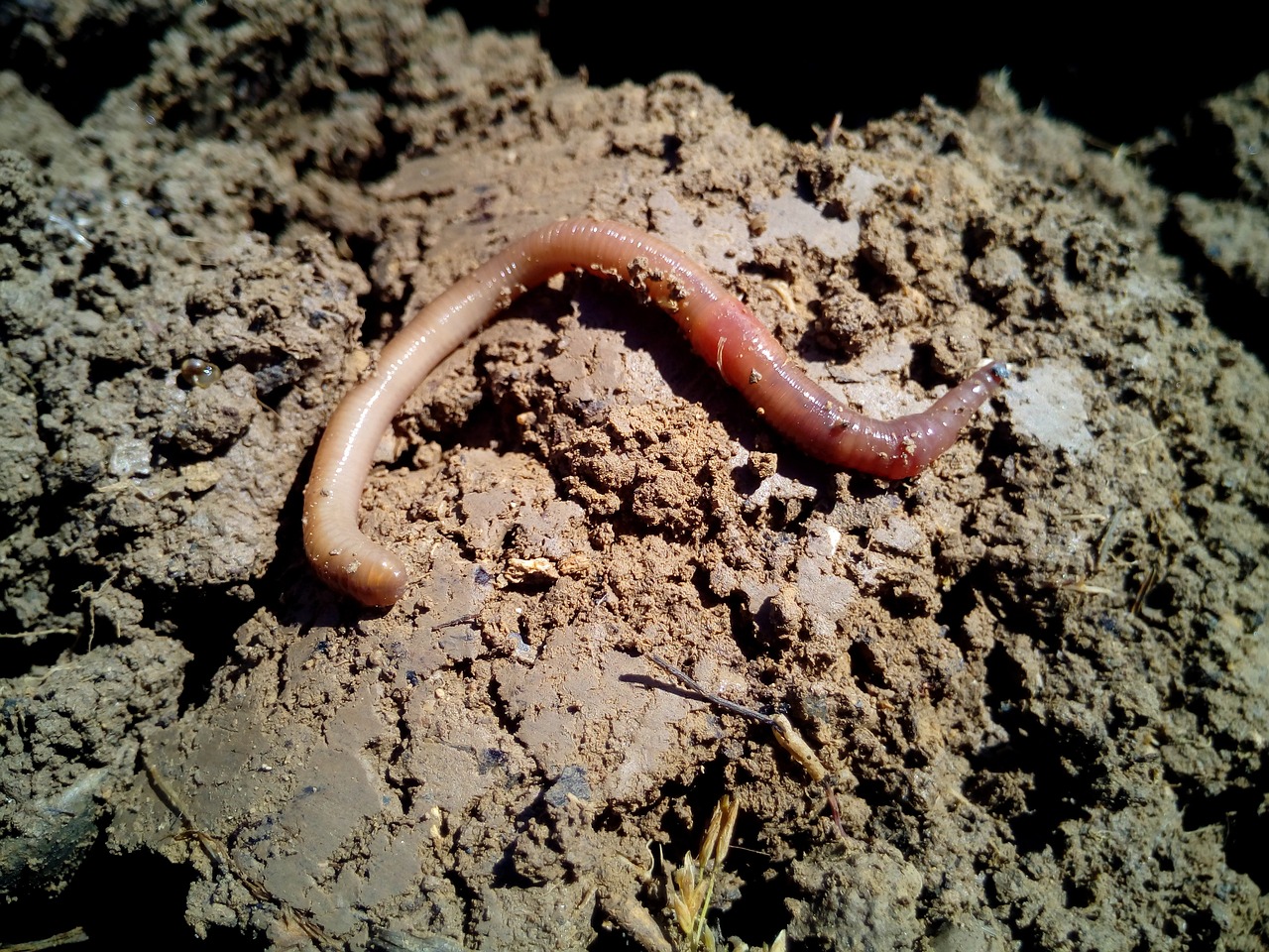 ¿Cuáles son los sustratos para plantas?