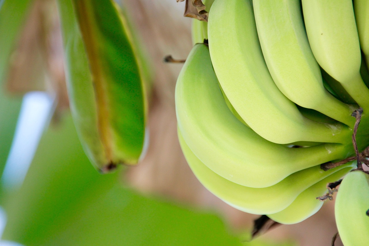 ¿Dónde se cultiva la banana en España?