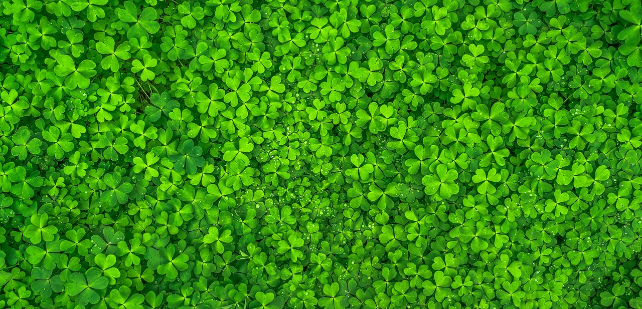 ¿Qué tipo de plantas se pueden poner en agua?