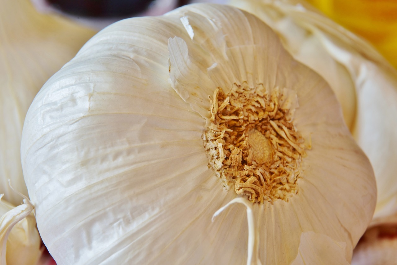 ¿Qué aromáticas poner en la huerta?