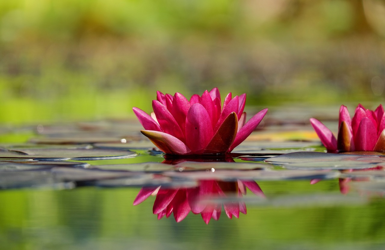 ¿Que necesitan las plantas acuáticas para crecer?