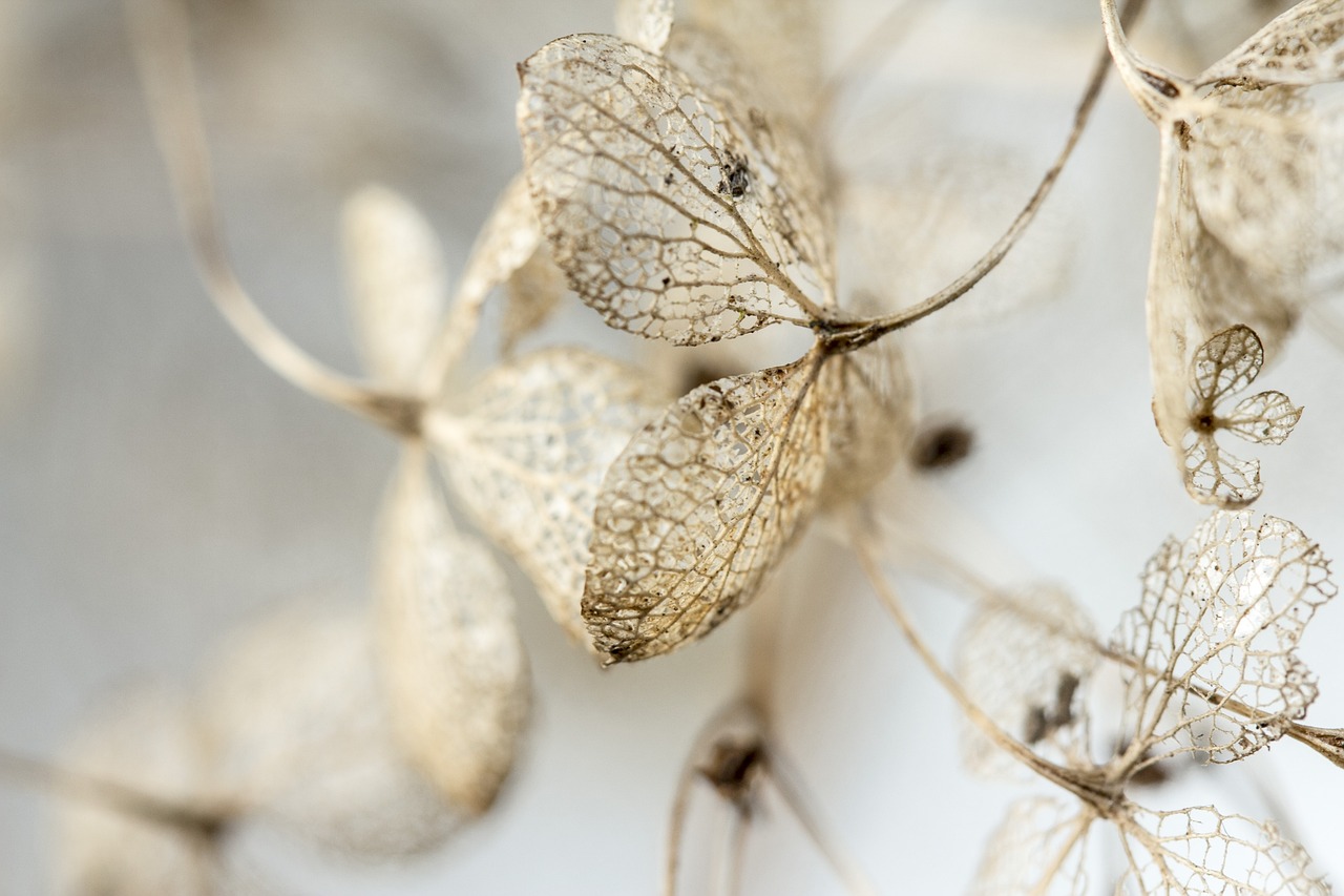 ¿Qué pasa si tengo una hortensia en casa?