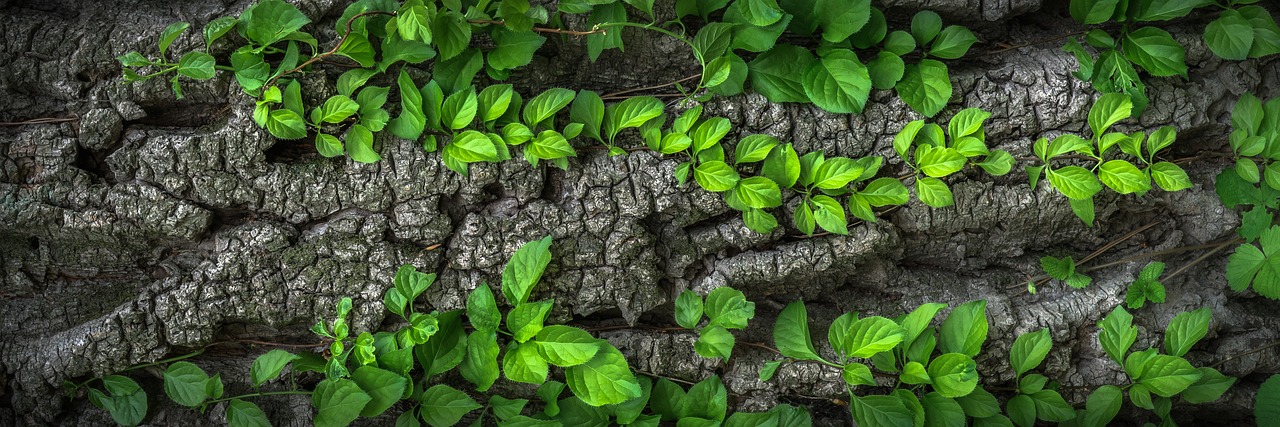 ¿Qué tipo de plantas se puede poner en un terrario?
