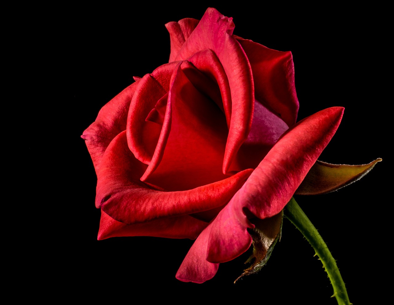 ¿Cómo se debe plantar un rosal?