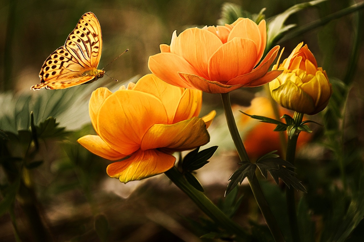 ¿Cuándo se plantan los bulbos de narciso?
