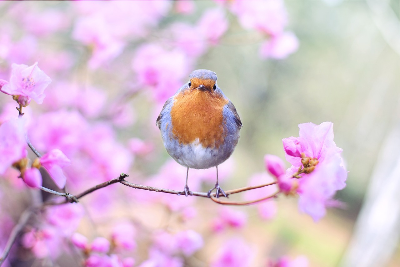 ¿Qué flores hay en el mes de julio?