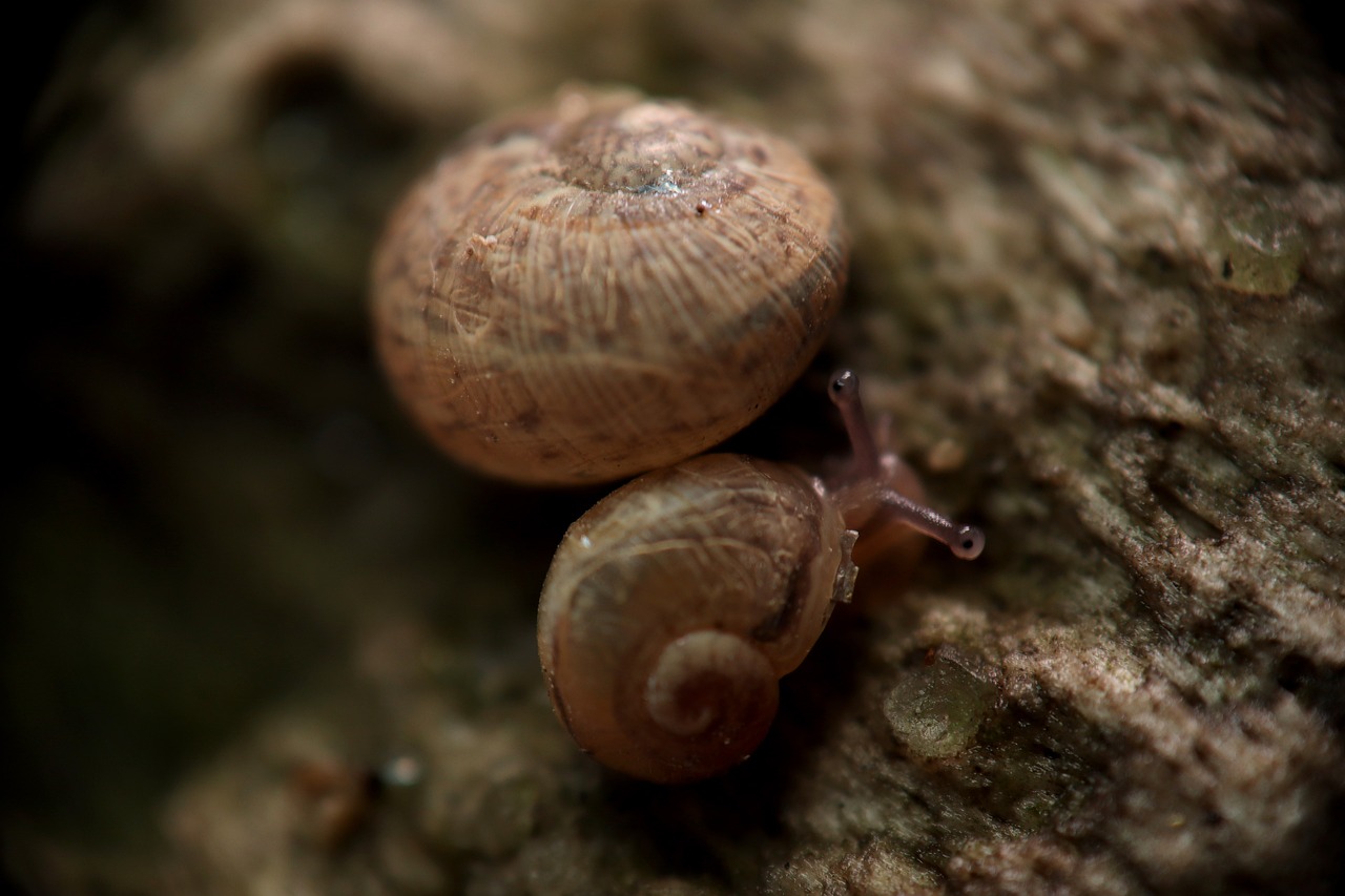 ¿Cómo acabar con la plaga de caracoles?