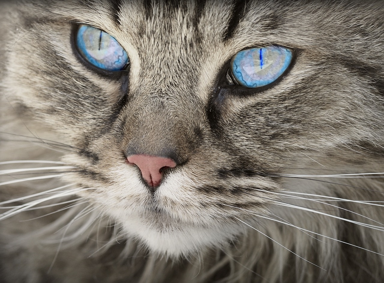 ¿Cómo hacer para que tu gato te obedezca?