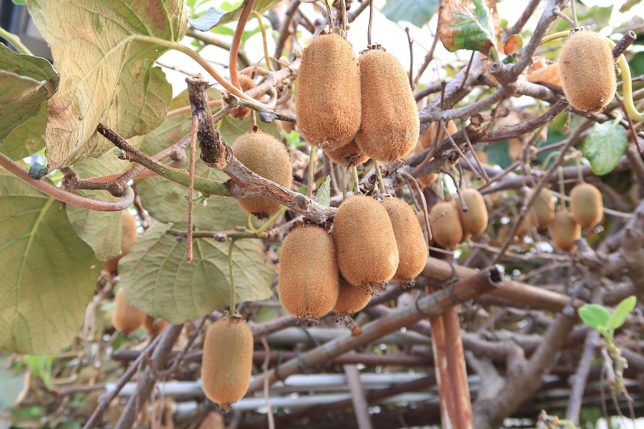 ¿Cómo y cuándo plantar kiwi?