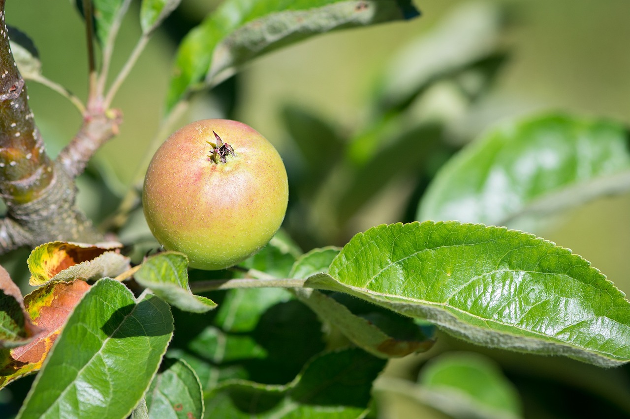 ¿Cuál es el proceso de cultivo de la zanahoria?