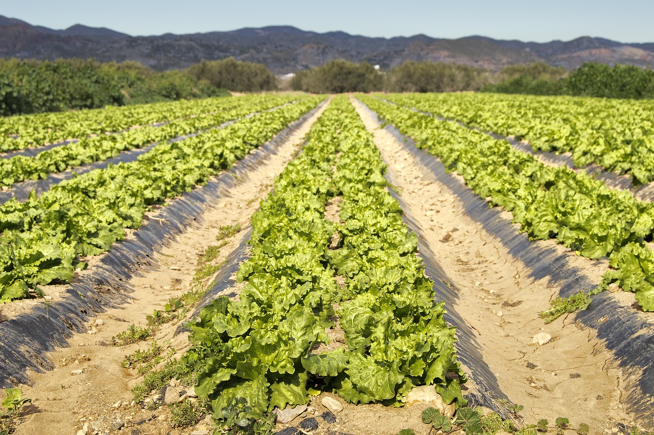 ¿Cuánto tiempo tarda el cultivo de la lechuga?