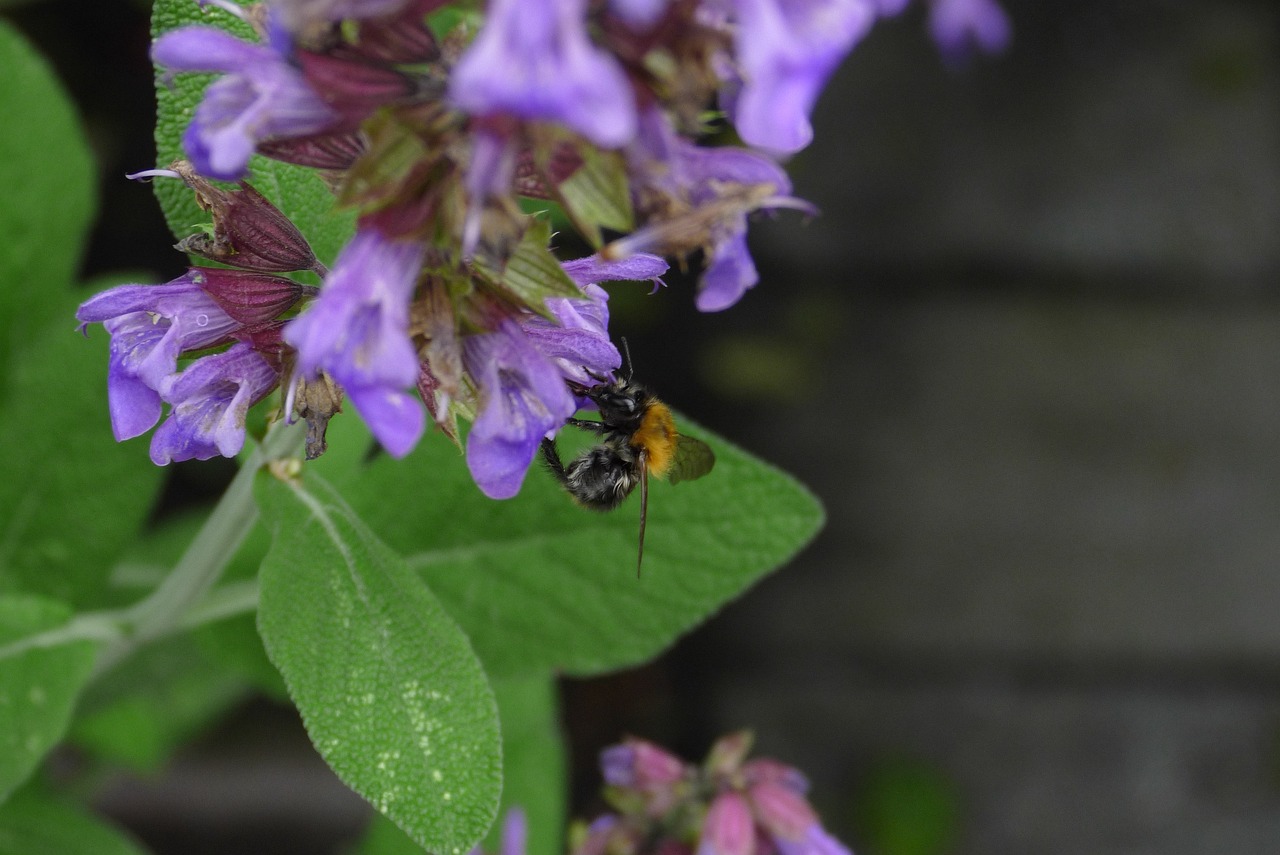 ¿Dónde poner una planta de salvia?