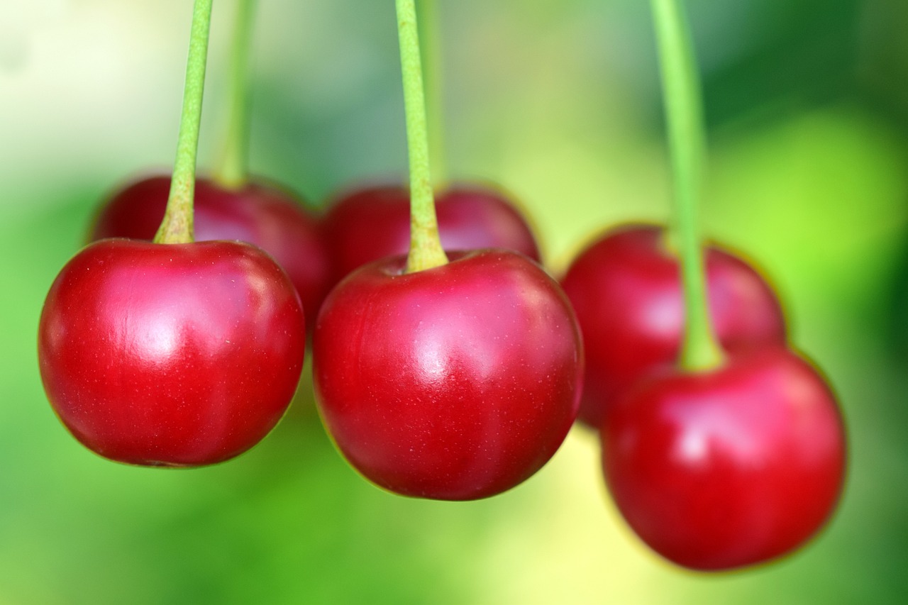 ¿Cuántos años tarda un cerezo en dar fruto?