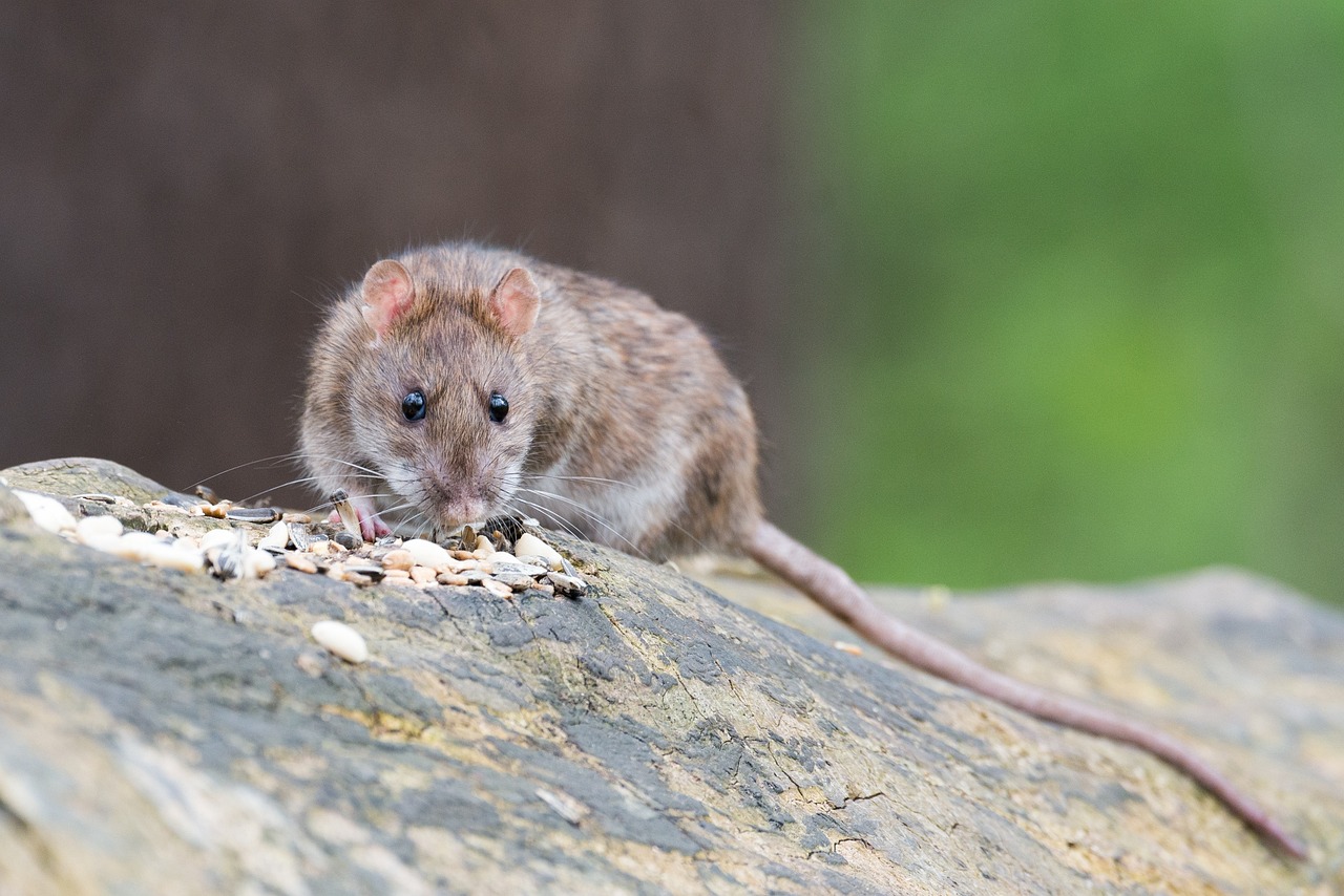 ¿Qué es lo que espanta a las ratas?