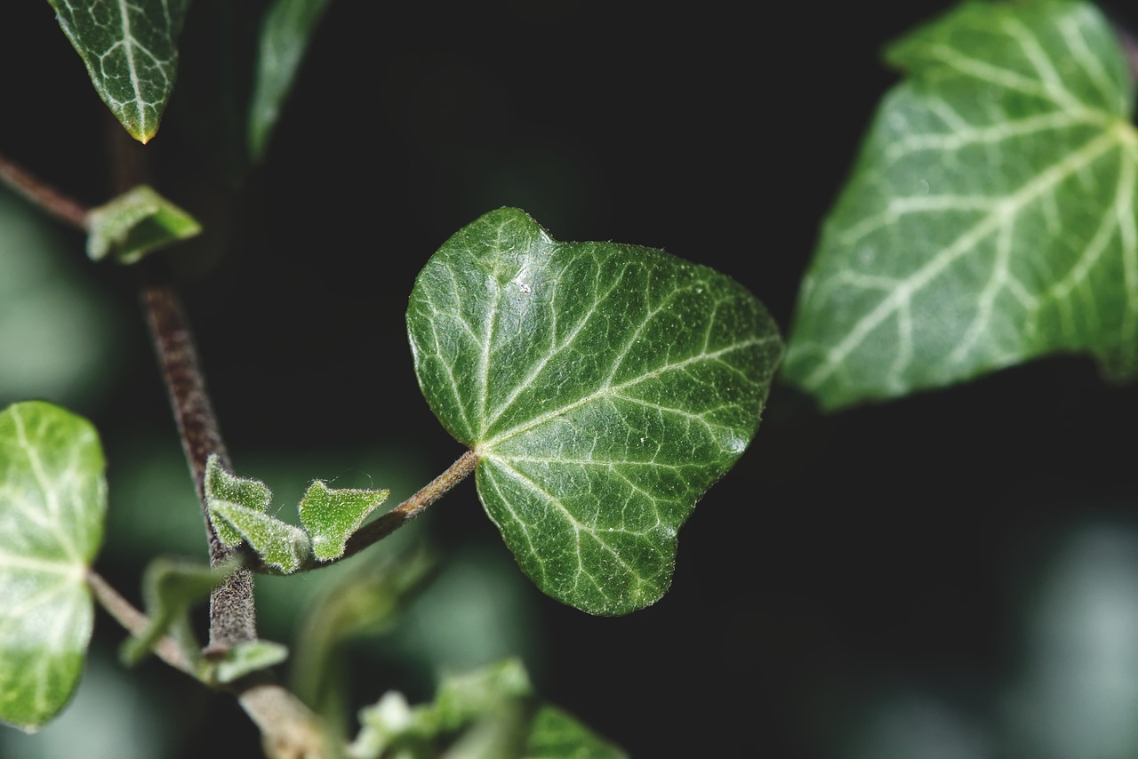 ¿Cómo hacer crecer una planta trepadora?
