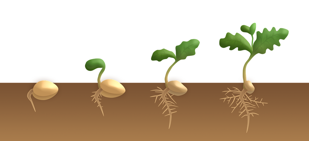 ¿Cómo hacer germinar las semillas de flores?