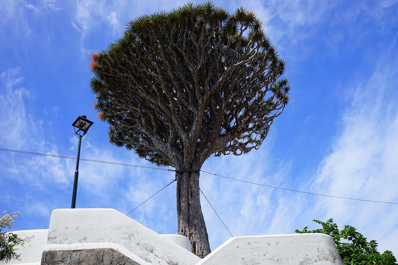 ¿Dónde colocar una Dracaena?