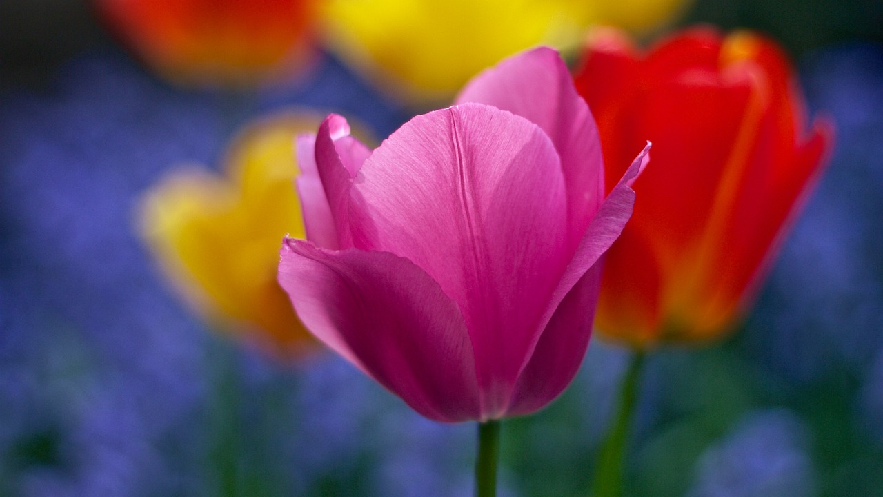 ¿Qué es tulipán y sus características?