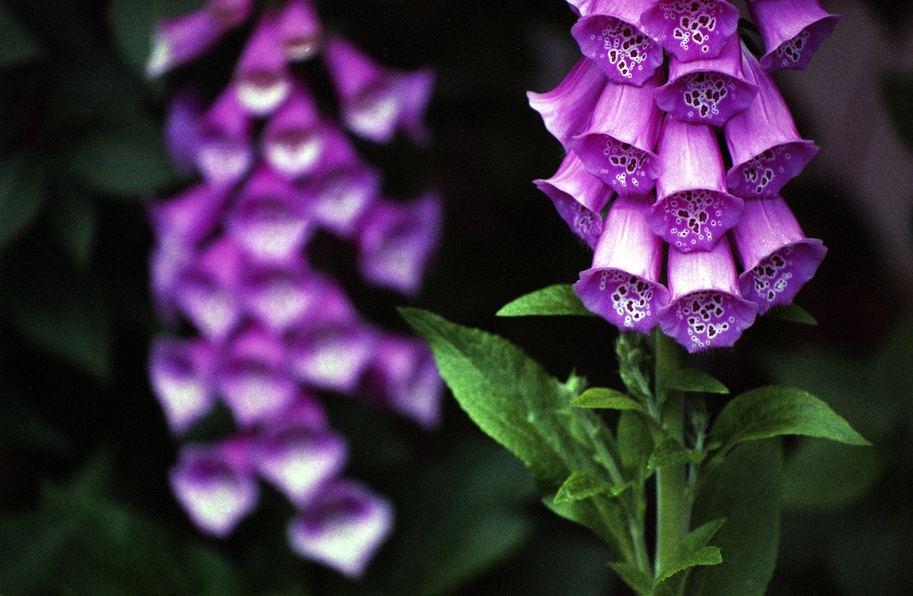 ¿Qué se obtiene de la Digitalis purpurea?