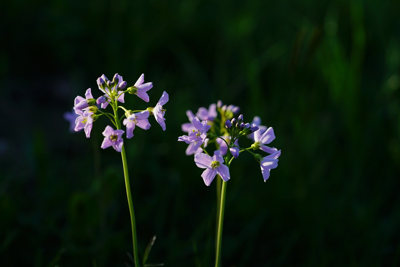 ¿Qué significa la flor muguet?