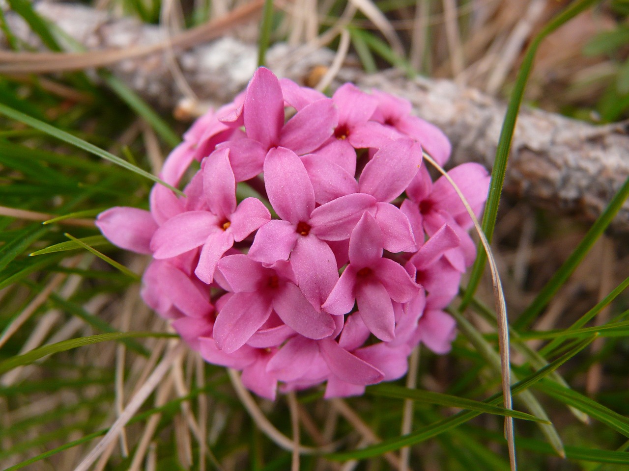 ¿Cuál es la flor Dafne?