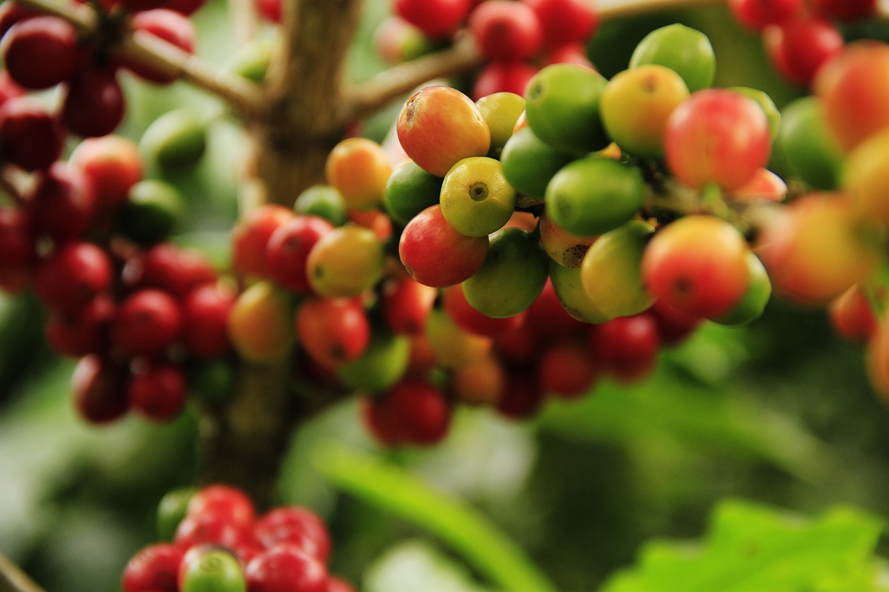 ¿Cuáles son las plantas tropicales?