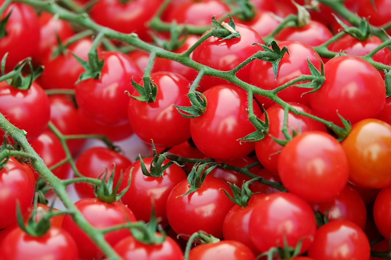 ¿Cuándo se plantan los tomates en la huerta?
